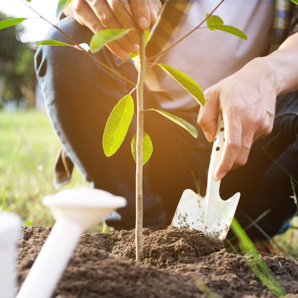 苗木を植え付けるときの基本的なやり方！