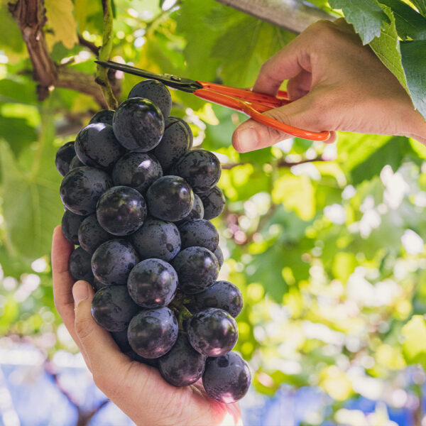 家庭菜園にぴったりな果物が持つ多彩な魅力をご紹介！