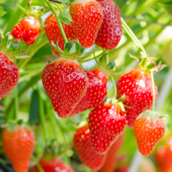 イチゴの育て方とコツ・多肉植物の種類について