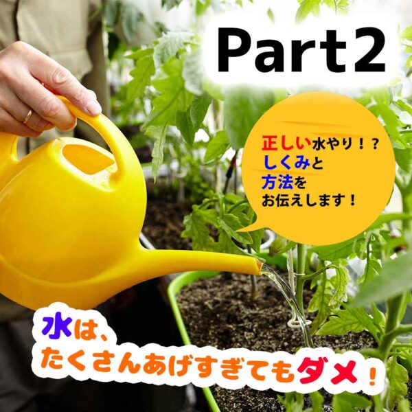 水やりについて ②植物によって、必要な水分量は違う