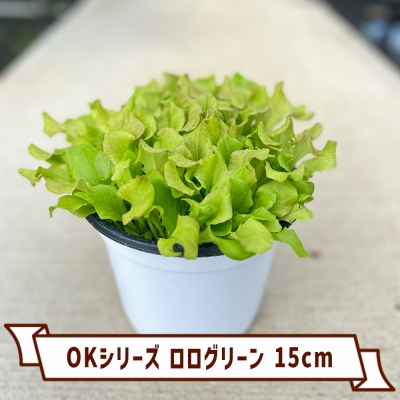 OKシリーズ ロログリーン 15cm フリルレタス