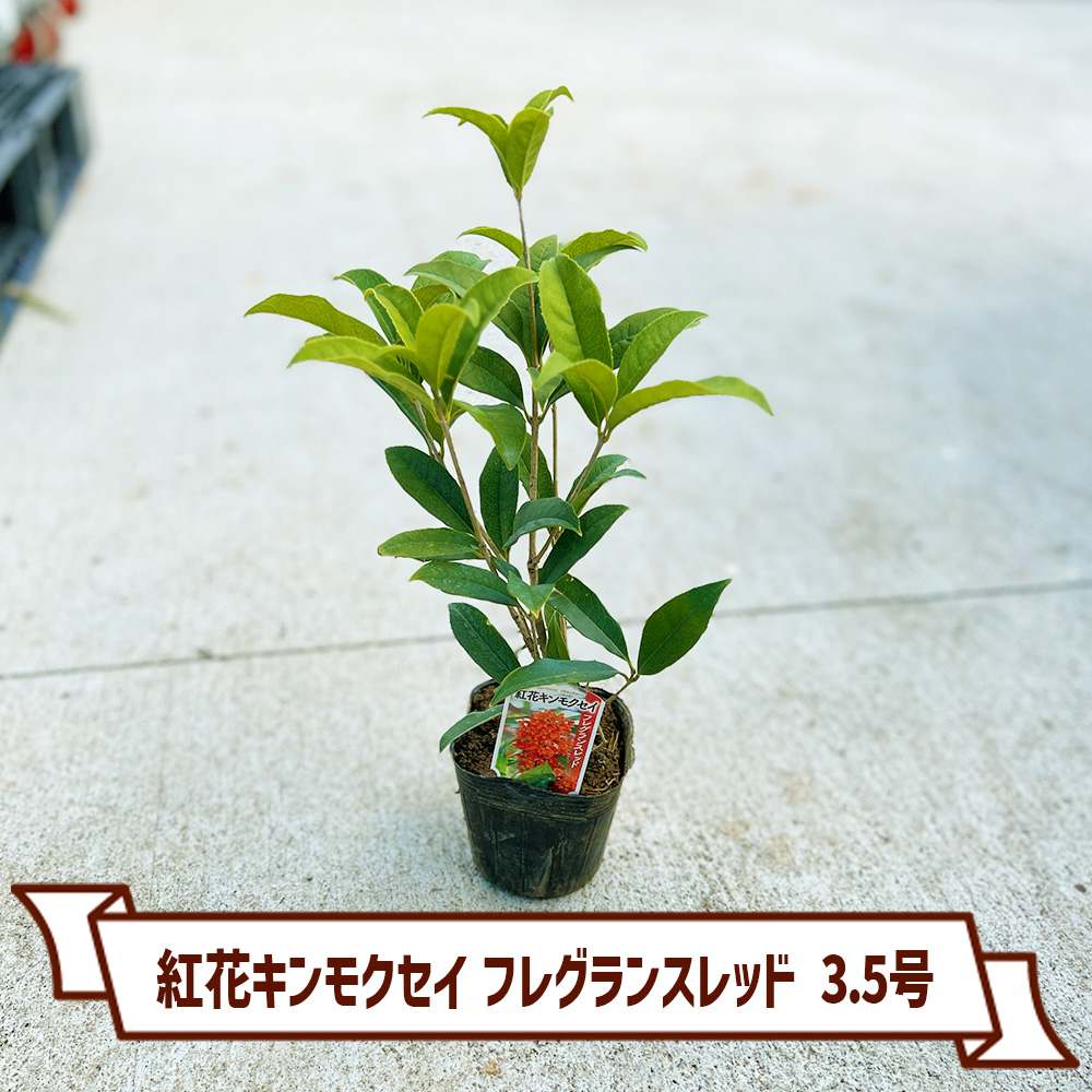 紅花キンモクセイ フレグランスレッド 3.5号