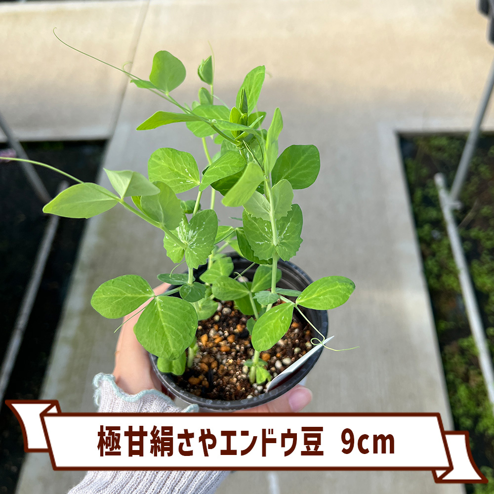 極甘 絹さやエンドウ豆 9cm