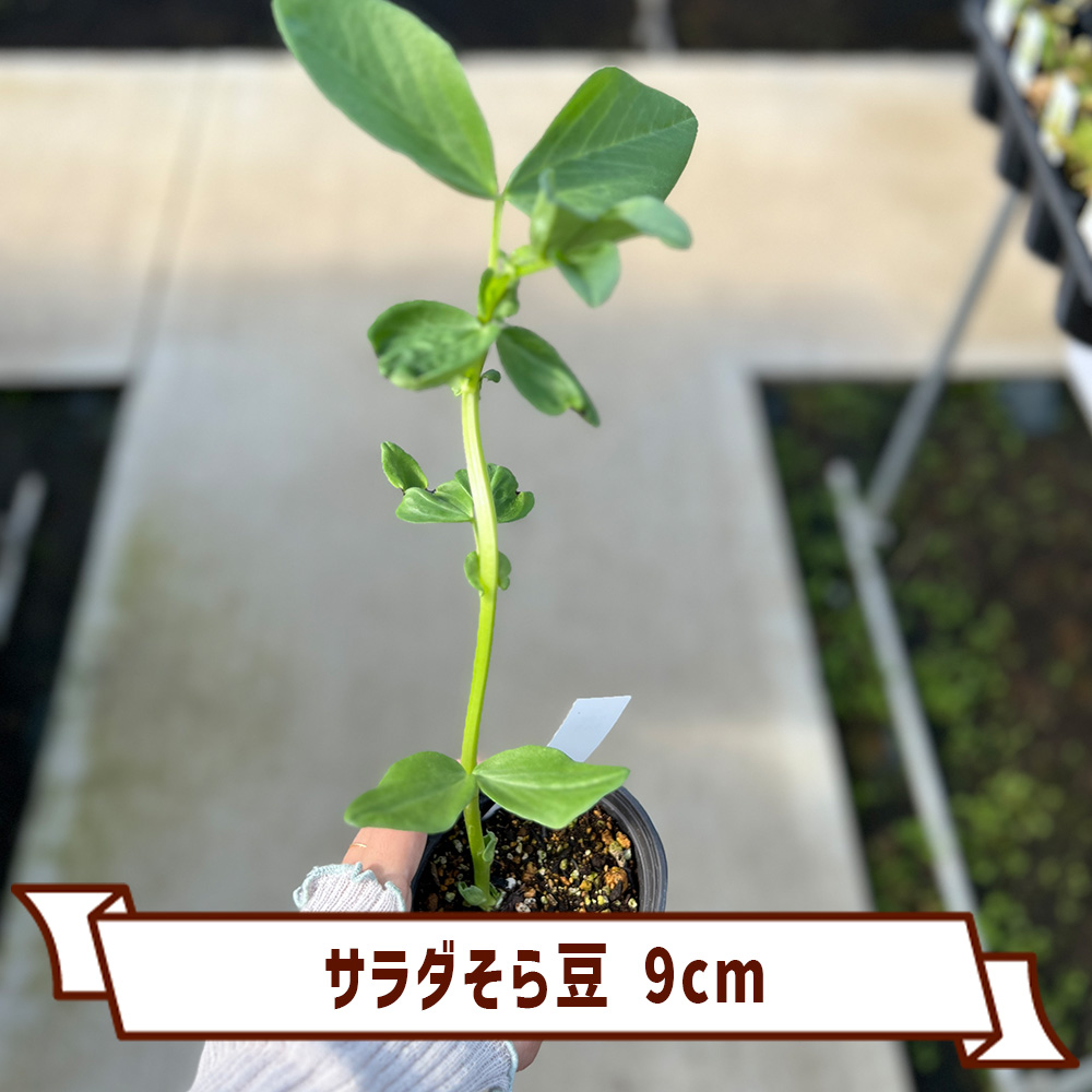 サラダ そら豆 9cm