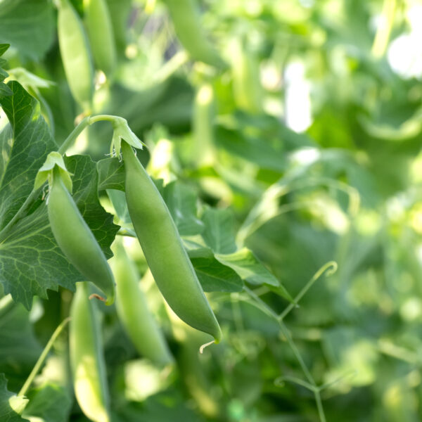 育てるおすすめのマメ野菜「スナップえんどう」　②