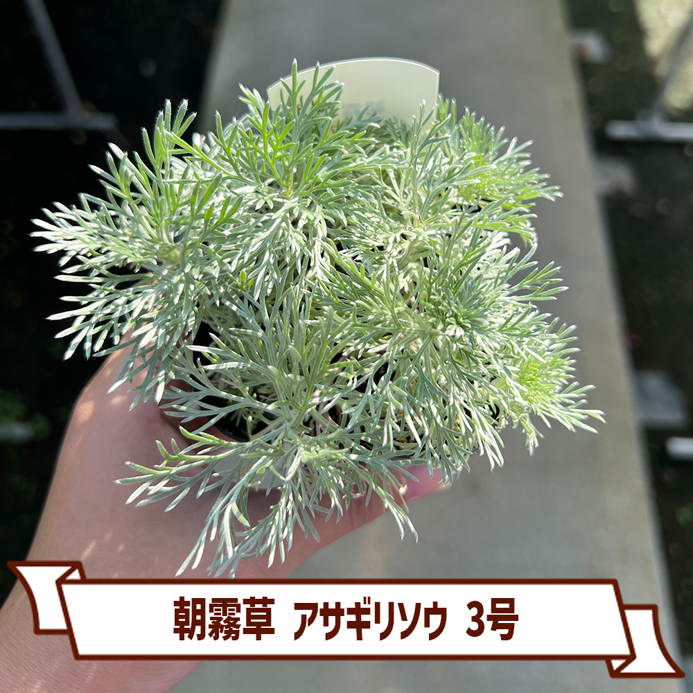 朝霧草 アサギリソウ 多年草 カラーリーフ