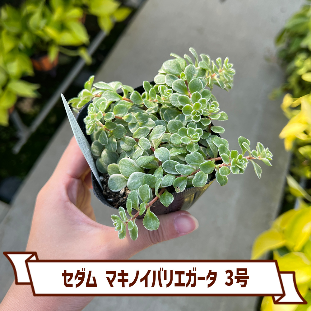 多肉植物 セダム マキノイバリエガータ