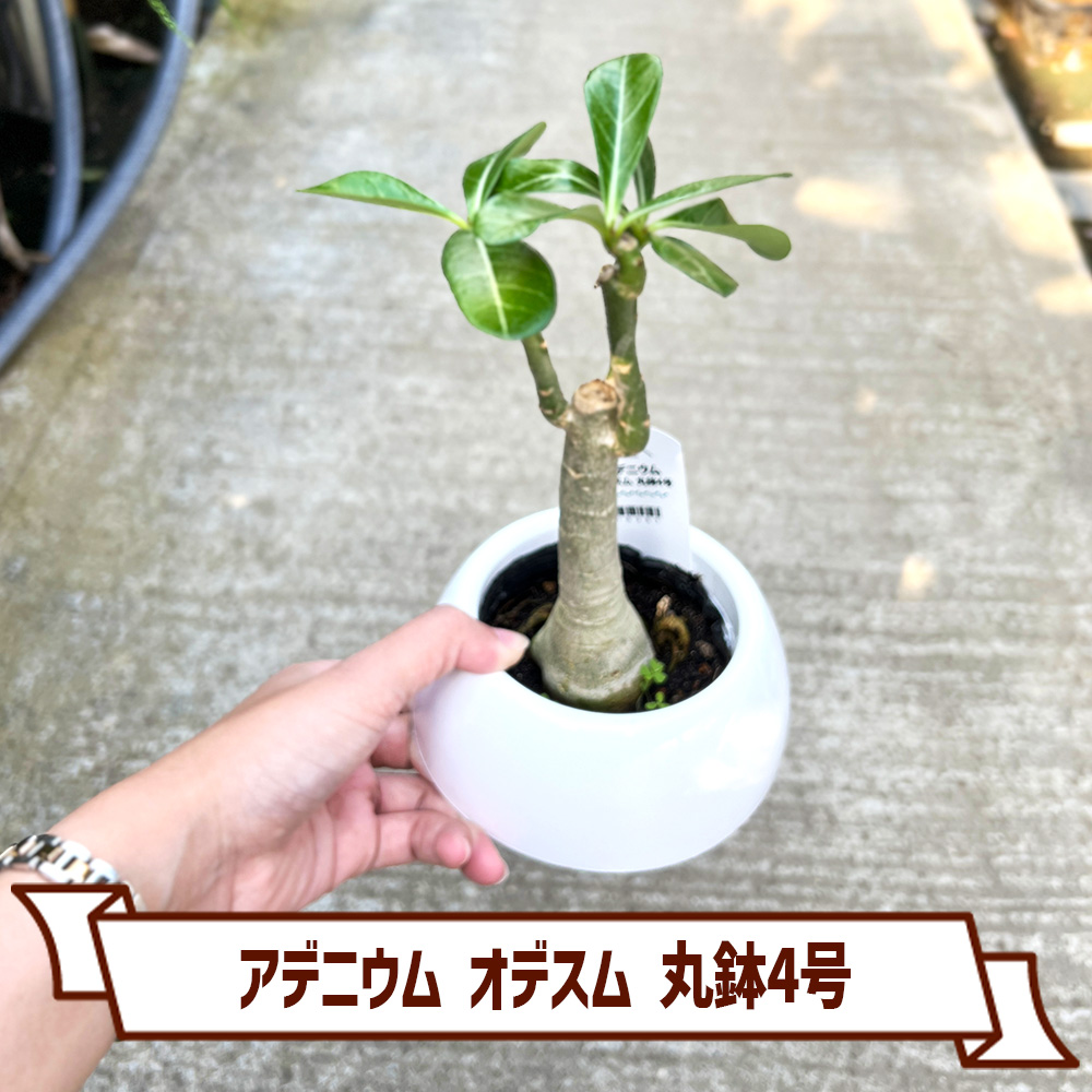 塊根植物 アデニウム オべスム