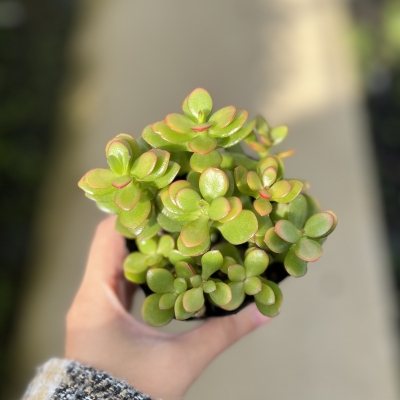 多肉植物 姫黄金花月3号