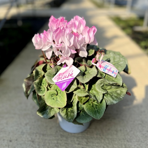 再入荷のお知らせ【2024年11月3週目】 – 野菜苗・植物苗の通販 再入荷のお知らせ【2024年11月3週目】 – 野菜苗・植物苗の通販
