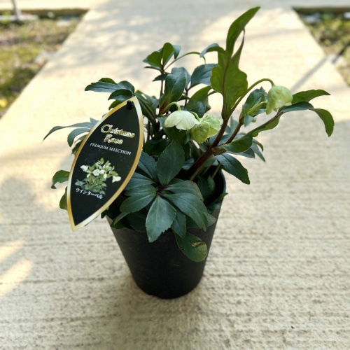 再入荷のお知らせ【2024年11月3週目】 – 野菜苗・植物苗の通販 再入荷のお知らせ【2024年11月3週目】 – 野菜苗・植物苗の通販