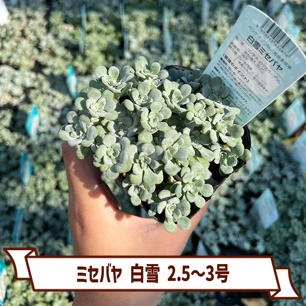 多肉植物 ミセバヤ 白雪 白雪ミセバヤ