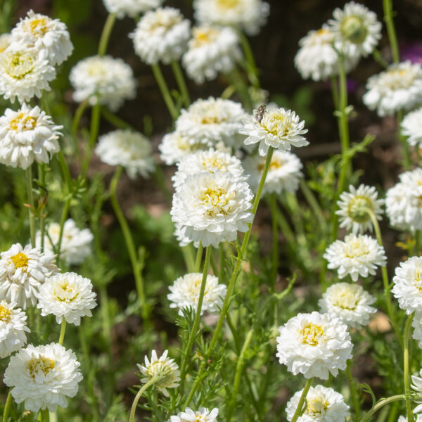 「香る芝生」をお庭や玄関先に  ～ ローマンカモミールダブルフラワー ～