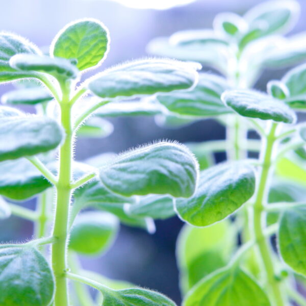 ゴキブリが寄り付かない観葉植物5選
