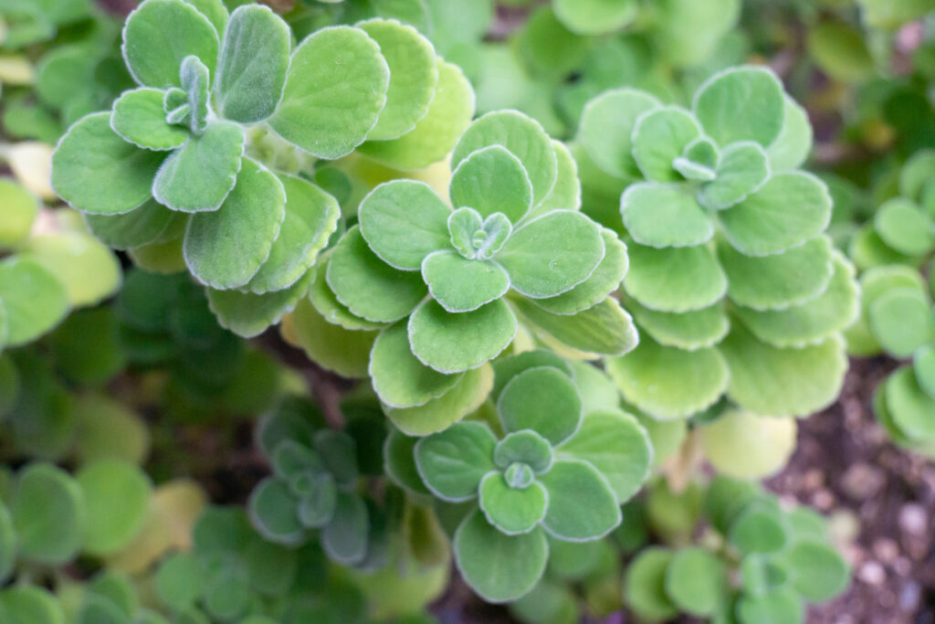果物苗の通販が教える！野菜苗や果物苗の上手な植え付け・育て方