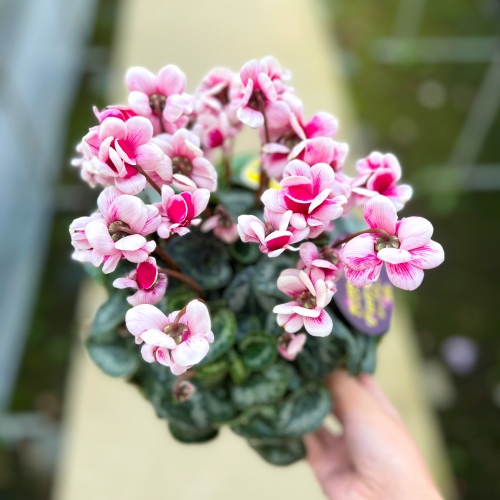 再入荷のお知らせ【2024年12月3週目】 – 野菜苗・植物苗の通販 再入荷のお知らせ【2024年12月3週目】 – 野菜苗・植物苗の通販