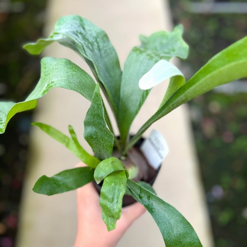 再入荷のお知らせ【2024年12月3週目】 – 野菜苗・植物苗の通販