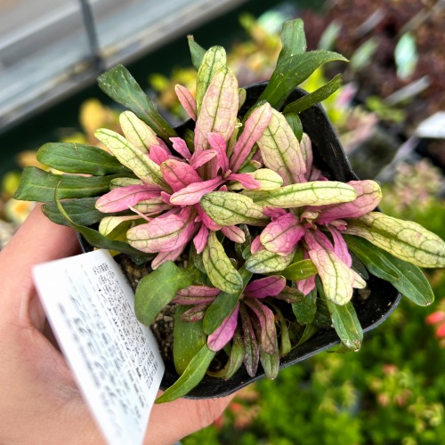 再入荷のお知らせ【2024年12月3週目】 – 野菜苗・植物苗の通販