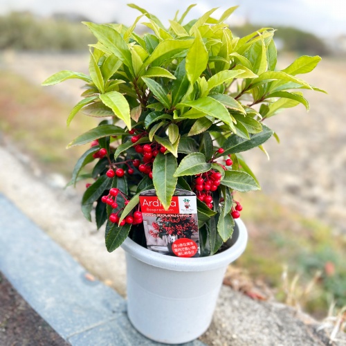 再入荷のお知らせ【2024年12月4週目】 – 野菜苗・植物苗の通販 再入荷のお知らせ【2024年12月4週目】 – 野菜苗・植物苗の通販