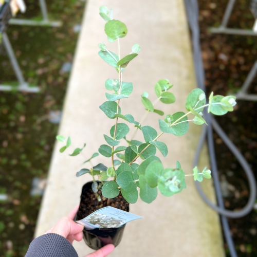 再入荷のお知らせ【2024年12月4週目】 – 野菜苗・植物苗の通販