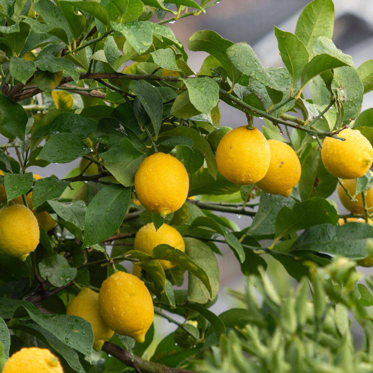 早めの対策がポイント！柑橘類を傷つける害虫を防ぐ方法 – 野菜