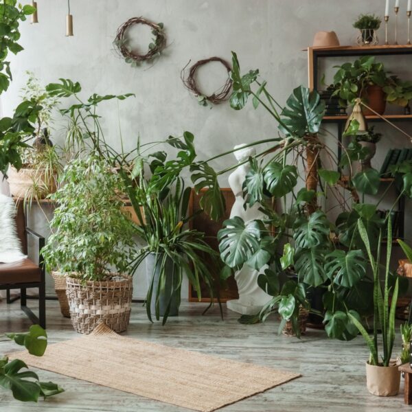 夏の観葉植物を枯らさない！水やりのコツと暑さに強い品種