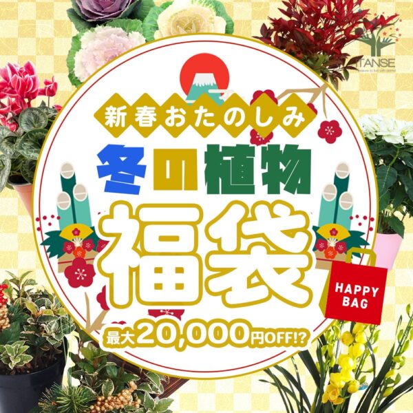 植物愛好家必見！2025年ITANSEの福袋で手に入る驚きの植物たち