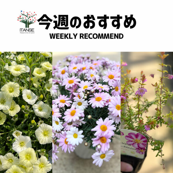 今週のおすすめ【2025年3月3週目】