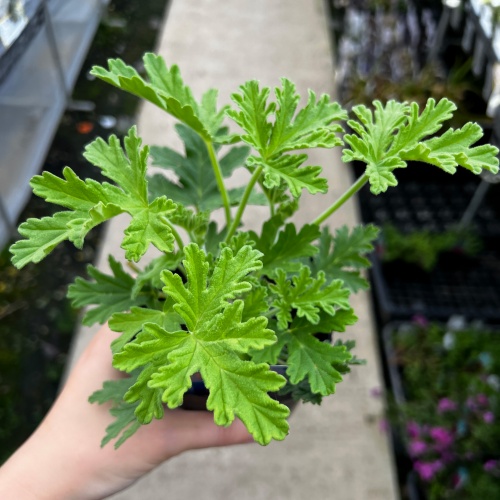 2025年3月4週目】再入荷のお知らせ – 野菜苗・植物苗の通販