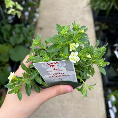 2025年4月1週目】再入荷のお知らせ – 野菜苗・植物苗の通販