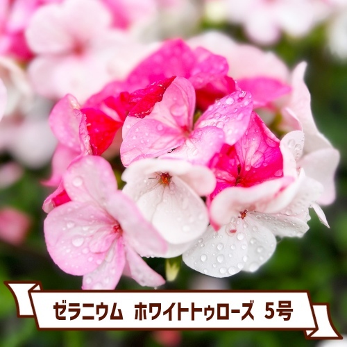 イタリア野菜、フランス野菜の種をはじめハーブの種、花の種を直
