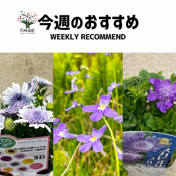 今週のおすすめ【2025年3月2週目】