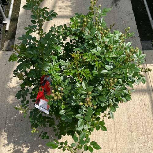 ツル薔薇 キングローズ7号