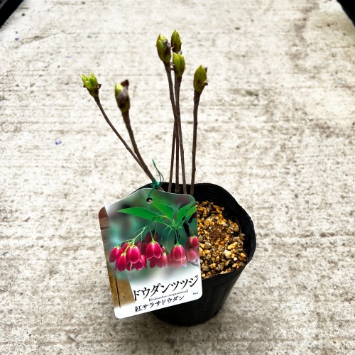 イチジク苗木】ブラックマデイラJFE（Black Madeira（JFE