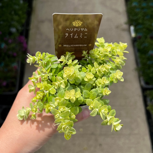 都内で 2025年4月1週目】再入荷のお知らせ – 野菜苗・植物苗の通販 その他多肉植物