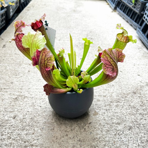 2025年4月1週目】再入荷のお知らせ – 野菜苗・植物苗の通販 2025年4月1週目】再入荷のお知らせ – 野菜苗・植物苗の通販