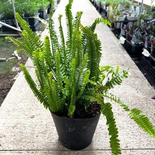2025年4月1週目】再入荷のお知らせ – 野菜苗・植物苗の通販