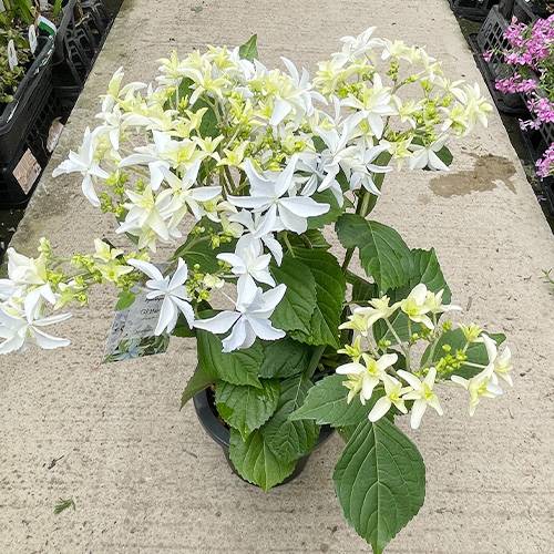 再入荷のお知らせ【2024年12月2週目】 – 野菜苗・植物苗の通販