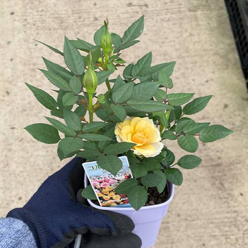 ミニ薔薇 アレキサンドラ コルダナミニバラ3.5号