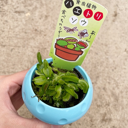 食虫植物 ハエ取り草 2.5号 鉢カバー付き