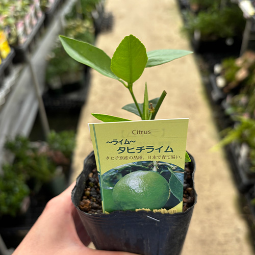 タヒチライム9cm2個