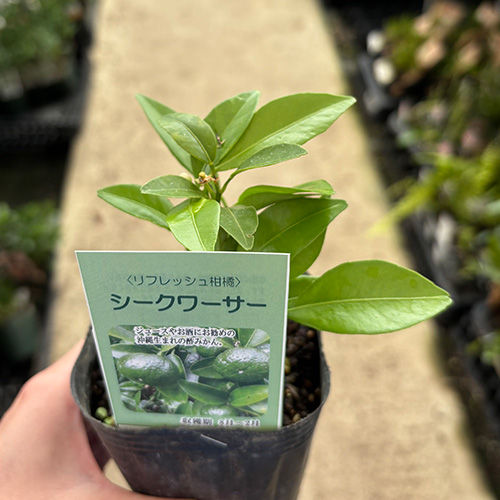 シークワーサー9cm2個