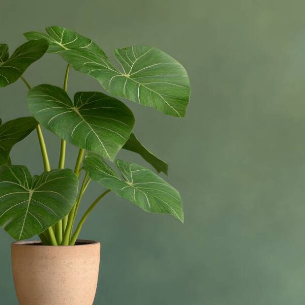 成長が楽しみになる！観葉植物クワズイモの育て方徹底解説