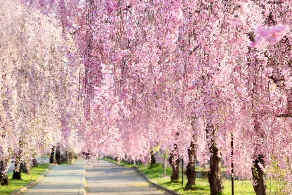 枝垂れ桜の華麗な魅力を庭先に！育て方と品種選びのコツ – 野菜