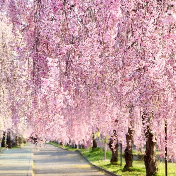 枝垂れ桜の華麗な魅力を庭先に！育て方と品種選びのコツ