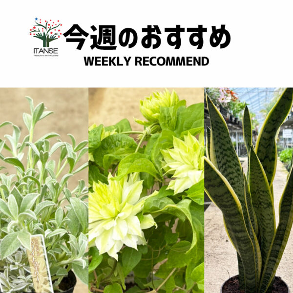 今週のおすすめ【2025年4月2週目】