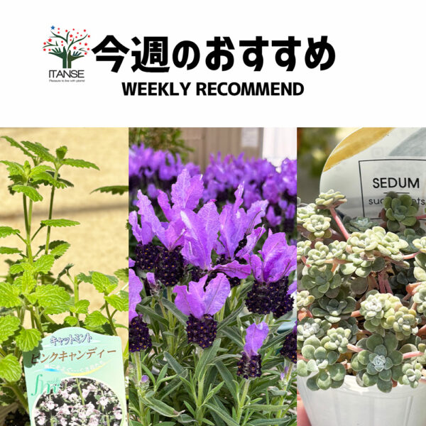 今週のおすすめ【2025年4月3週目】