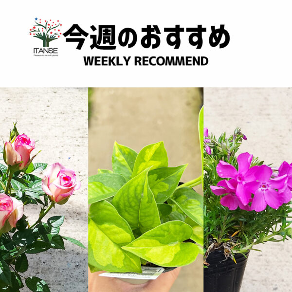 今週のおすすめ【2025年4月1週目】