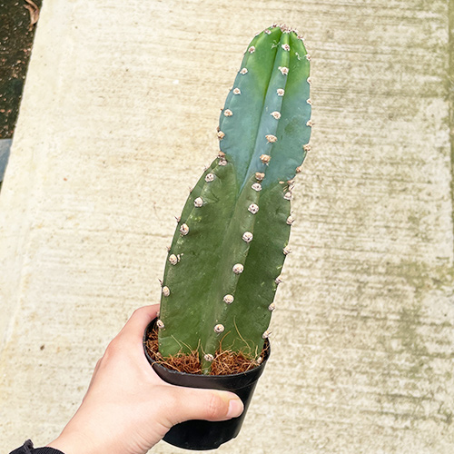 観葉植物 柱サボテン4.5号