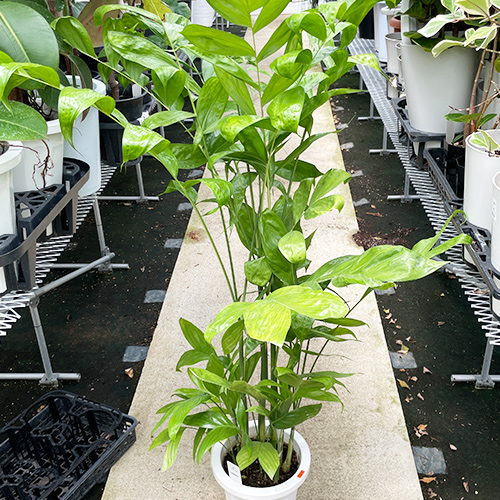観葉植物 高性チャメドレア8号